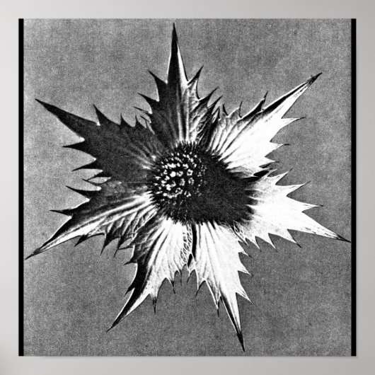 ポスター – ヴィンテージ写真 – カール・ブロスフェルト27 (正面)