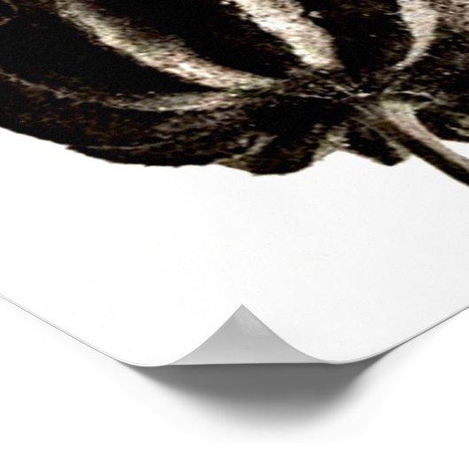 ポスター – ヴィンテージ写真 – カール・ブロスフェルト38 (角)