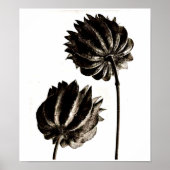 ポスター – ヴィンテージ写真 – カール・ブロスフェルト38 (正面)