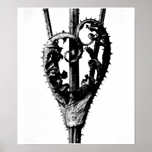 ポスター – ヴィンテージ写真 – カール・ブロスフェルト46 (正面)