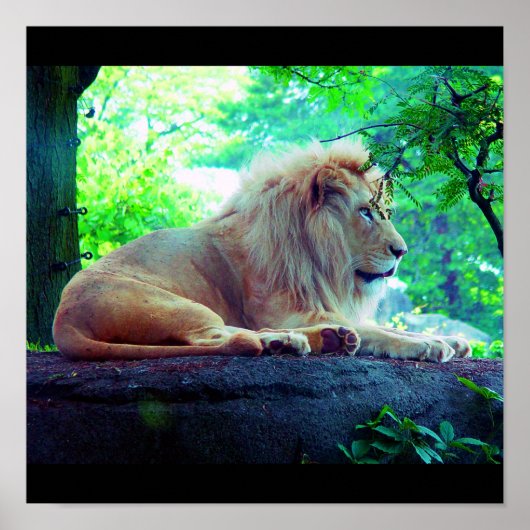 ポスター – 動物–27 (正面)