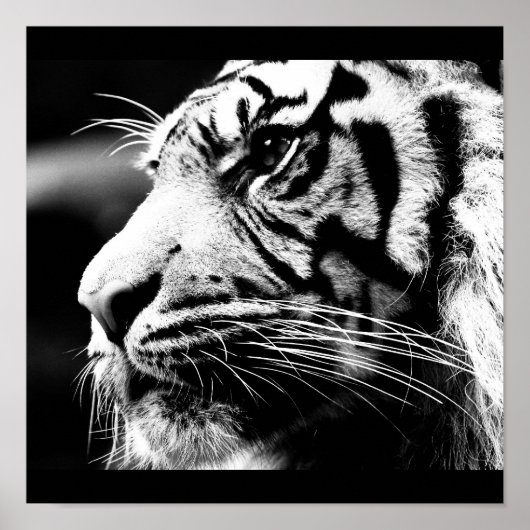 ポスター – 動物–40 (正面)