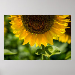 ポスター 向日葵の花の写真