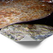 ポスター – 川の岩の上にクモの巣の上に雨が降る (角)