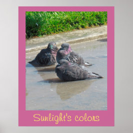 ポスター – 日光の色