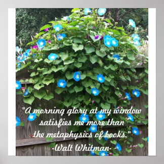 ポスター/朝顔 ポスター