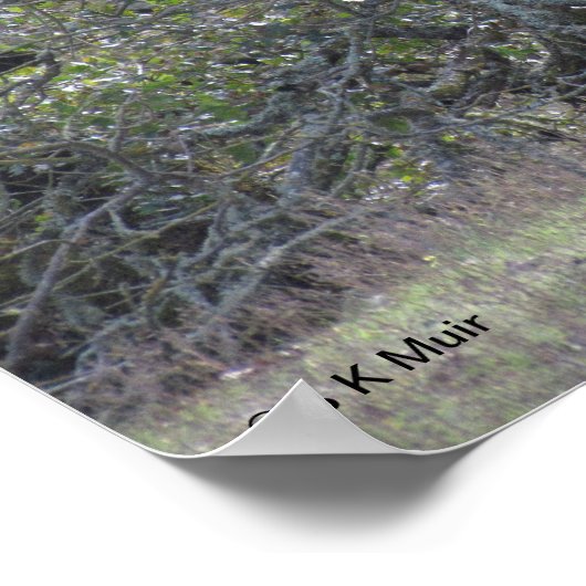 ポスター – 白アルパカ (角)