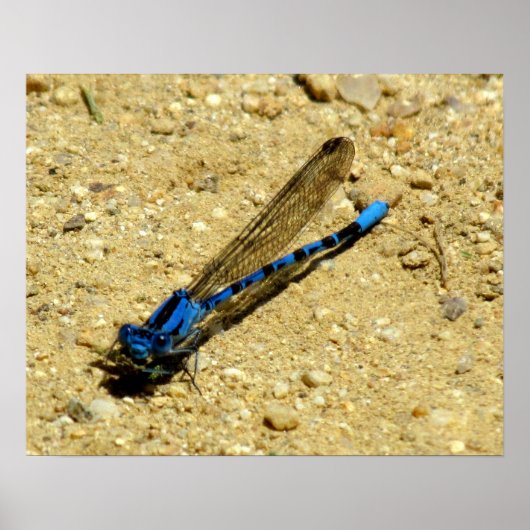 ポスター – 私を見てるのか? (正面)