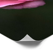 ポスター 薔薇 フラワー 自然 写真 (角)