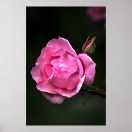 ポスター 薔薇 フラワー 自然 写真