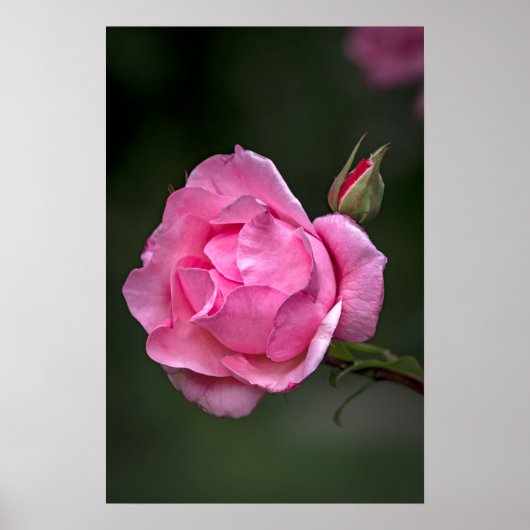 ポスター 薔薇 フラワー 自然 写真 (正面)