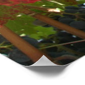 ポスター – 赤ブドウの葉オンつる植物 (角)