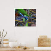 ポスター – 青いトンボ (キッチン)