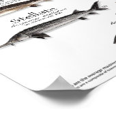 ポスター – 18X24 – 世界のチョウザメ – 史上初 (角)