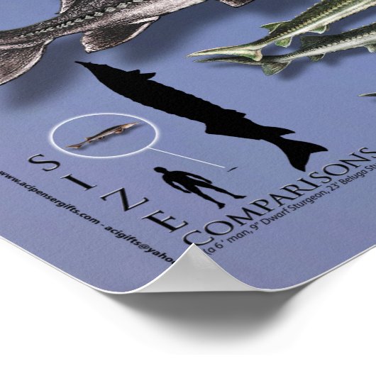 ポスター – 18X24 - SHOWCASE of STURGEONS (角)