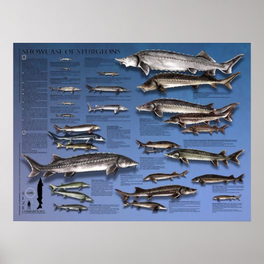 ポスター – 18X24 - SHOWCASE of STURGEONS (正面)