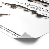 ポスター – 18X24 - STURGEON OF THE WORLD (角)