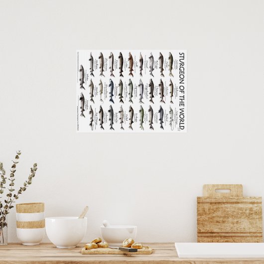 ポスター – 18X24 - STURGEON OF THE WORLD (キッチン)