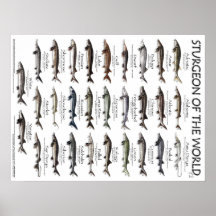 ポスター – 18X24 - STURGEON OF THE WORLD