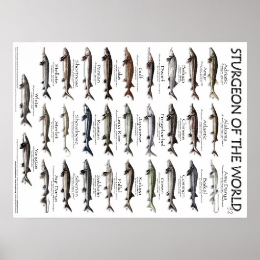 ポスター – 18X24 - STURGEON OF THE WORLD (正面)