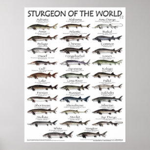 ポスター – 18X24 - STURGEON OF THE WORLD – 魚