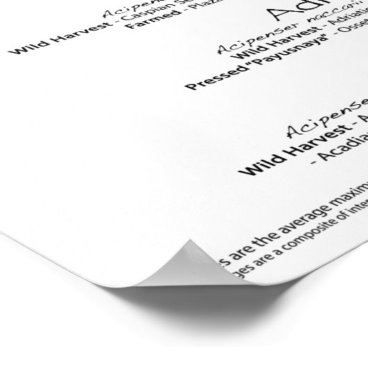 ポスター – 20x30 - CAVIAR STURGEON OF THE WORLD (角)