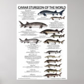 ポスター – 20x30 - CAVIAR STURGEON OF THE WORLD (正面)