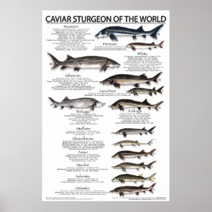 ポスター – 20x30 - CAVIAR STURGEON OF THE WORLD