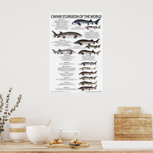 ポスター – 20x30 - CAVIAR STURGEON OF THE WORLD (キッチン)