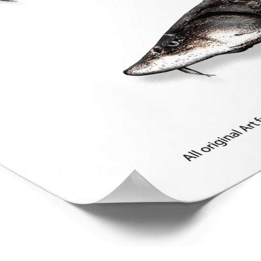 ポスター – 20x30 - STURGEON of ASIA (角)