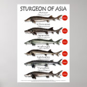 ポスター – 20x30 - STURGEON of ASIA (正面)