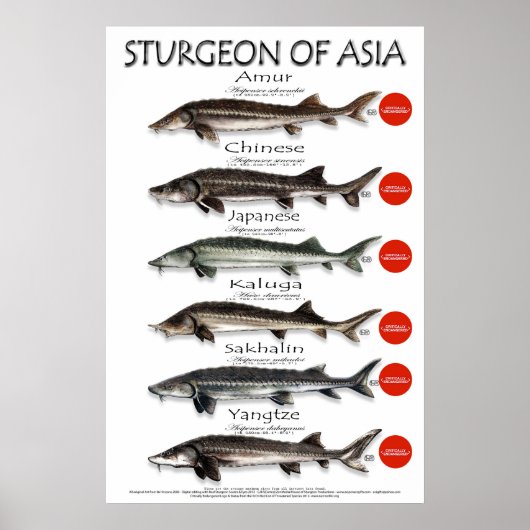 ポスター – 20x30 - STURGEON of ASIA (正面)