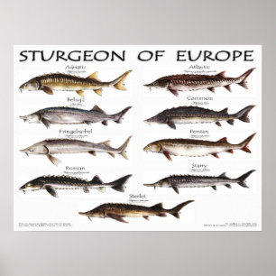 ポスター – 24x18 - STURGEON of EUROPE -(オリジナル)
