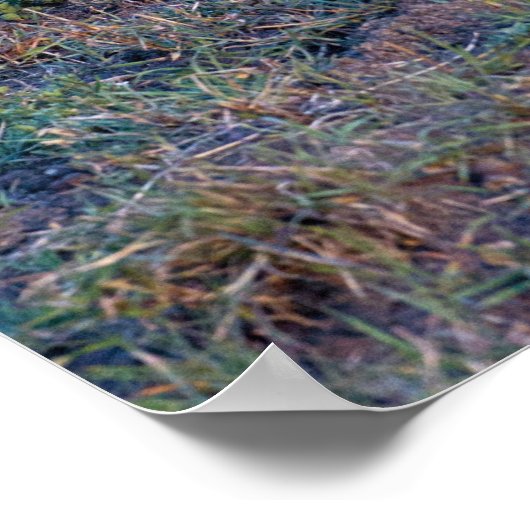 ポスター – 24x36 Cheetahの母親と子供 (角)