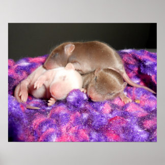 ポスター： 3ベビーネズミ ポスター