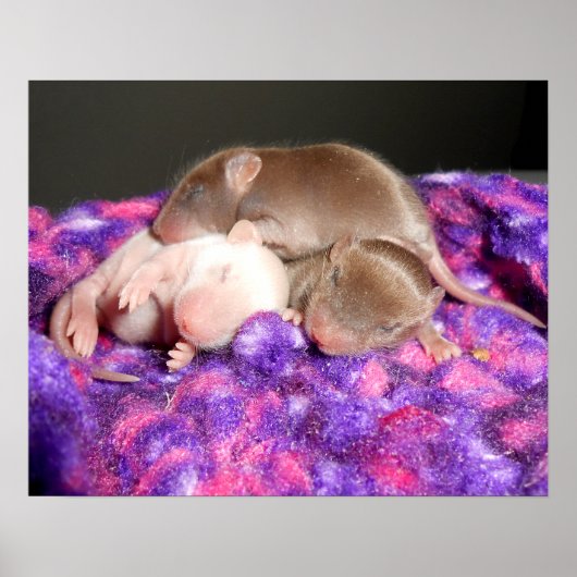 ポスター: 3ベビーネズミ ポスター (正面)