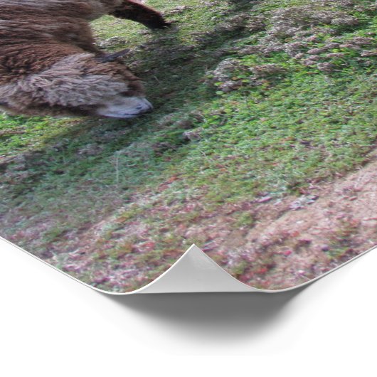 ポスター – 3頭の羊 (角)