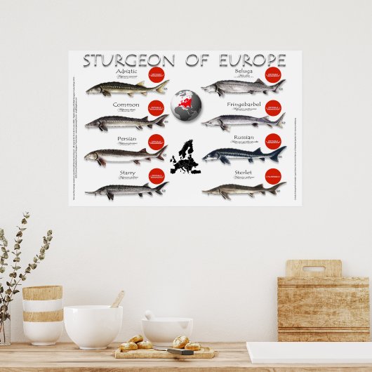 ポスター – 36x24 - STURGEON of EUROPE (キッチン)