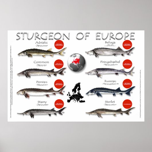ポスター – 36x24 - STURGEON of EUROPE (正面)