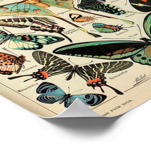 ポスター – Adolphe Millot Papillons Chairs (角)