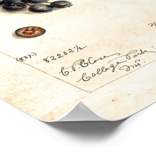 ポスター – Blueberry By James Shull (角)