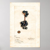 ポスター – Blueberry By James Shull (正面)