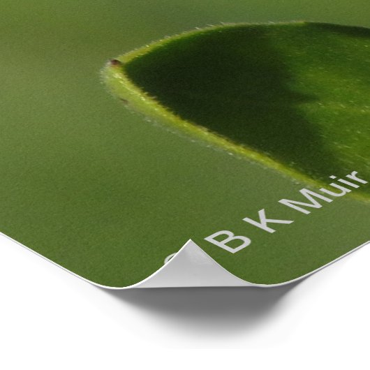 ポスター – Calendual Blossom (角)