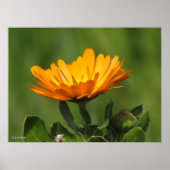 ポスター – Calendual Blossom (正面)