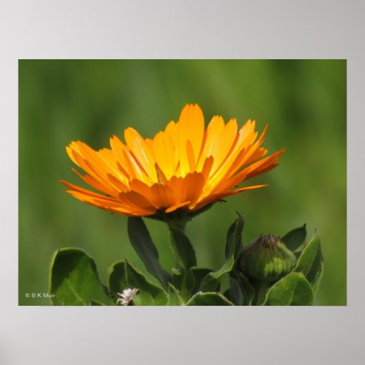 ポスター – Calendual Blossom (正面)