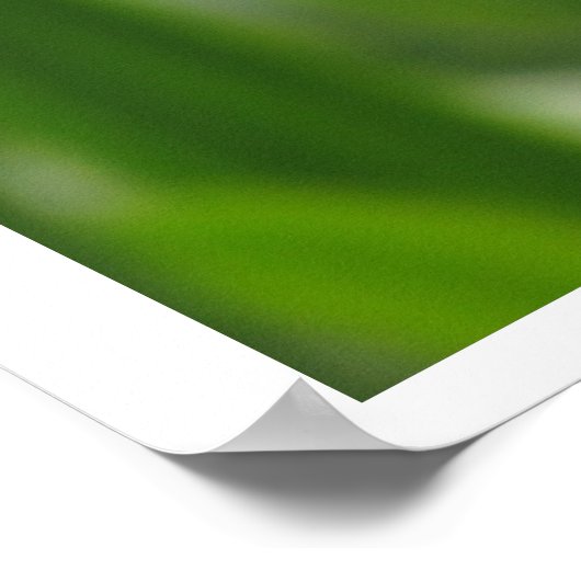 ポスター – Calendula開花 (角)