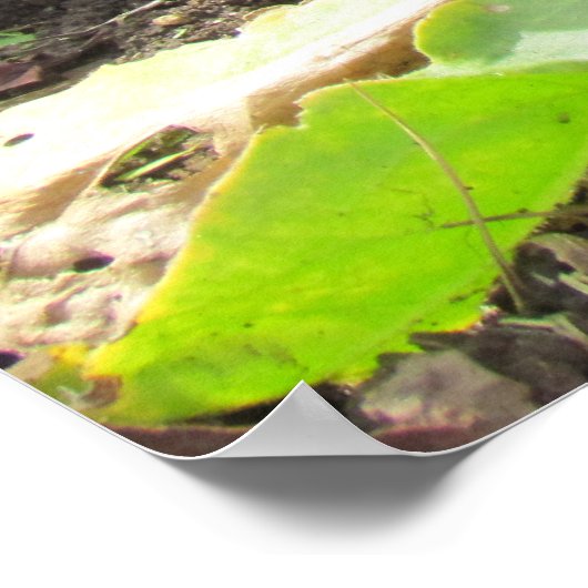 ポスター – Calendula Blossom (角)