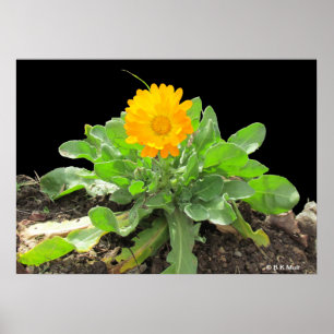 ポスター – Calendula Blossom