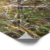 ポスター – California Poppies (角)