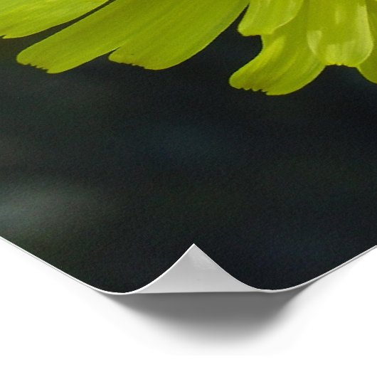 ポスター – Dandelion (角)